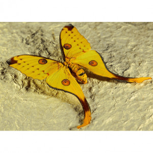 Ultra-thin: Yellow Butterfly
